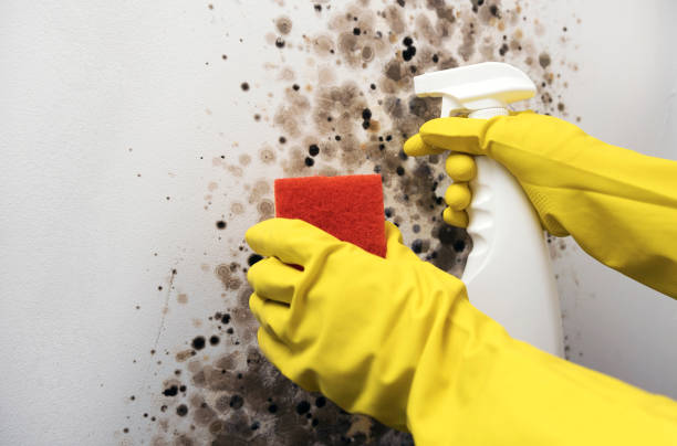 Certified Mold Removal in Marshfield, WI